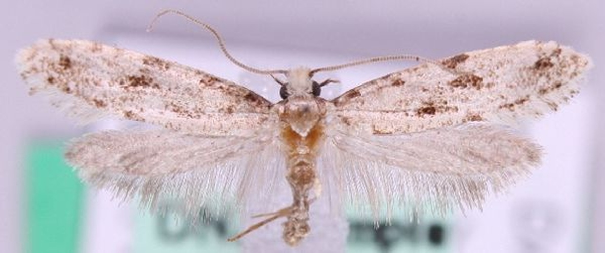 Nemapogon inconditella &copy; Marko Mutanen, University of Oulu