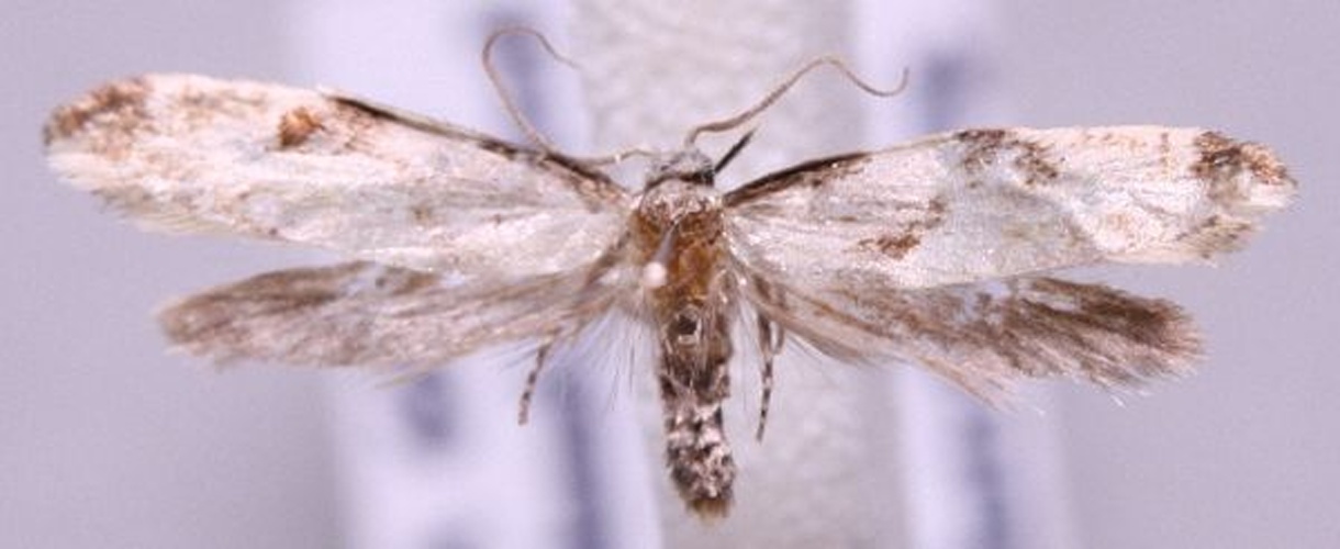 Nemapogon clematella &copy; Marko Mutanen, University of Oulu