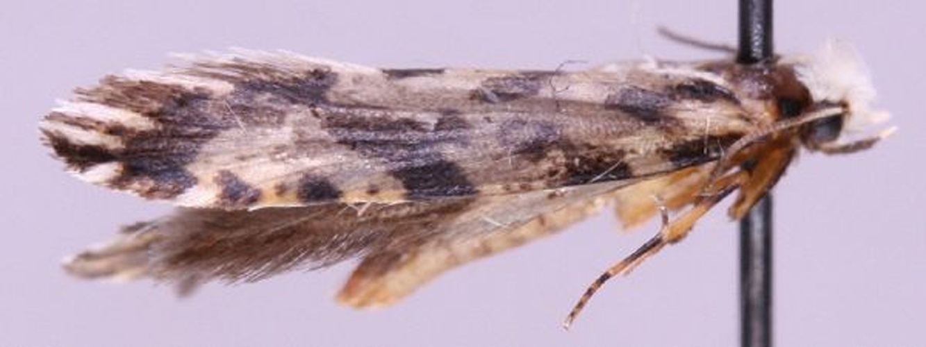 Nemapogon nigralbella © Marko Mutanen, University of Oulu