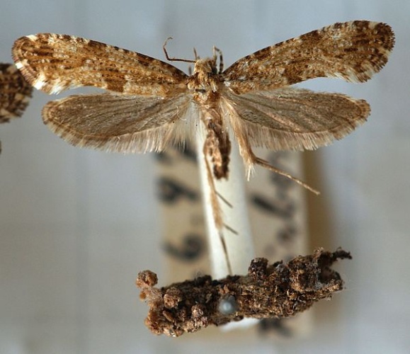 Morophaga choragella &copy; <a href="//commons.wikimedia.org/wiki/User:Sarefo" title="User:Sarefo">Sarefo</a>