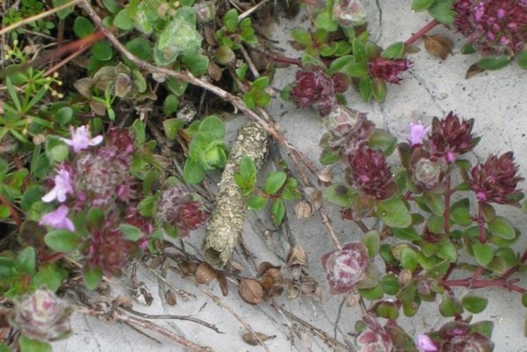 Typhonia ciliaris © Michael Kurz