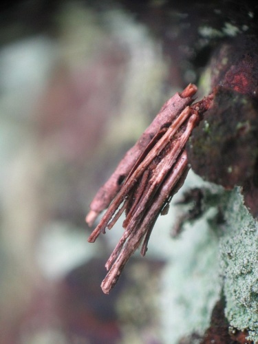 Anaproutia comitella © Michael Kurz