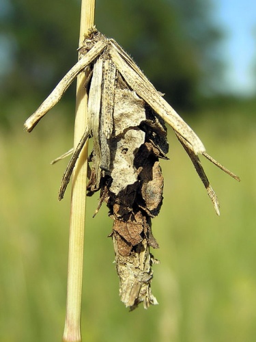 Canephora hirsuta © 