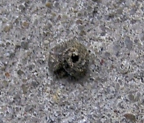 Apterona helicoidella © <a href="//commons.wikimedia.org/wiki/User:Dumi" title="User:Dumi">Dumi</a>