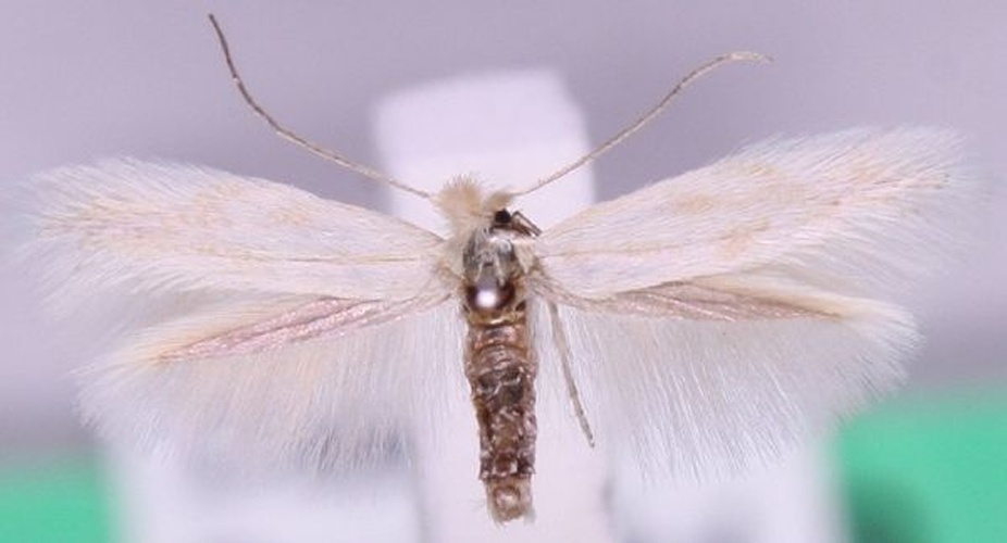 Bucculatrix absinthii &copy; Marko Mutanen, University of Oulu