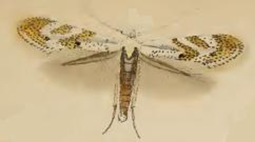 Bucculatrix frangutella &copy; Stainton