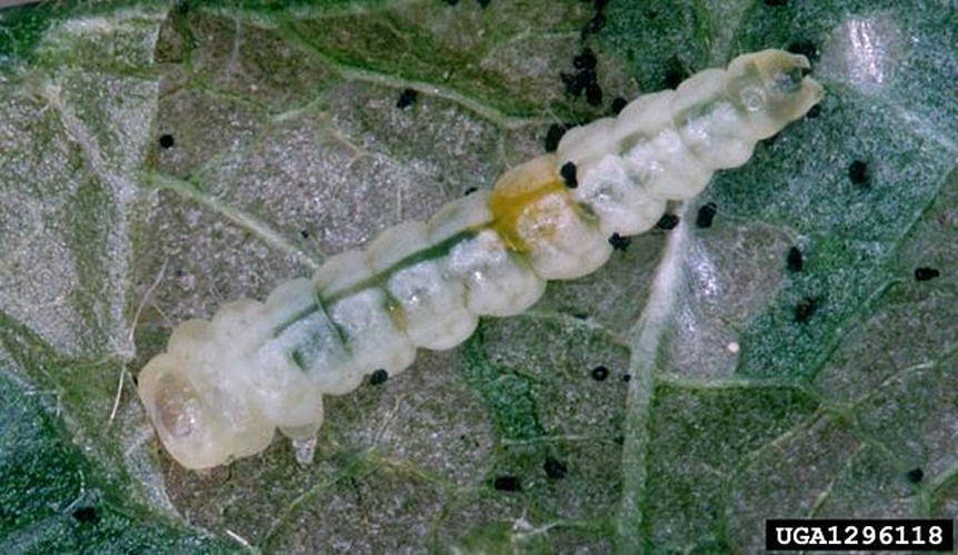Phyllonorycter abrasella &copy; Gyorgy Csoka