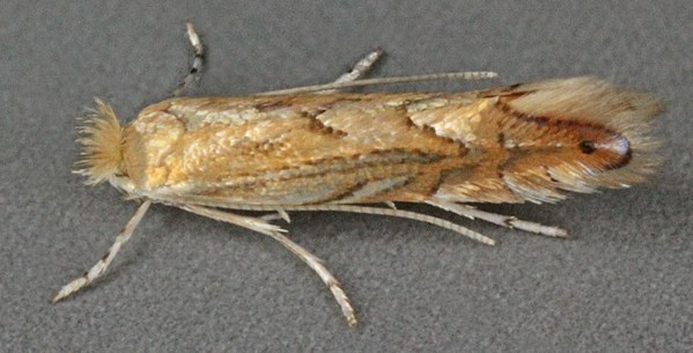 Phyllonorycter quercifoliella © <a rel="nofollow" class="external text" href="https://www.flickr.com/people/130093583@N04">Janet Graham</a>