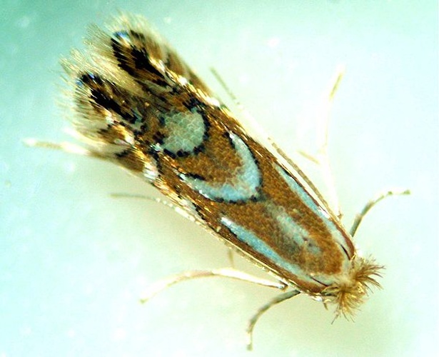 Phyllonorycter sorbi © <a href="//commons.wikimedia.org/w/index.php?title=User:Andrey_Mishchenko&amp;action=edit&amp;redlink=1" class="new" title="User:Andrey Mishchenko (page does not exist)">Andrey Mishchenko</a>