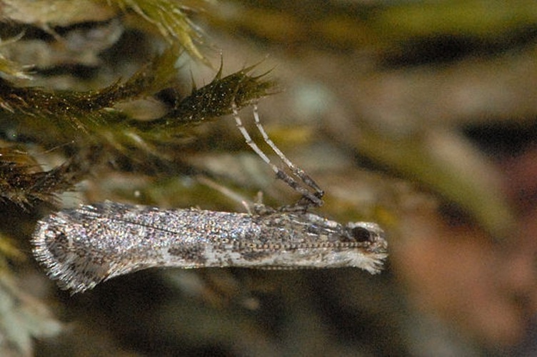 Parornix anglicella © James K. Lindsey