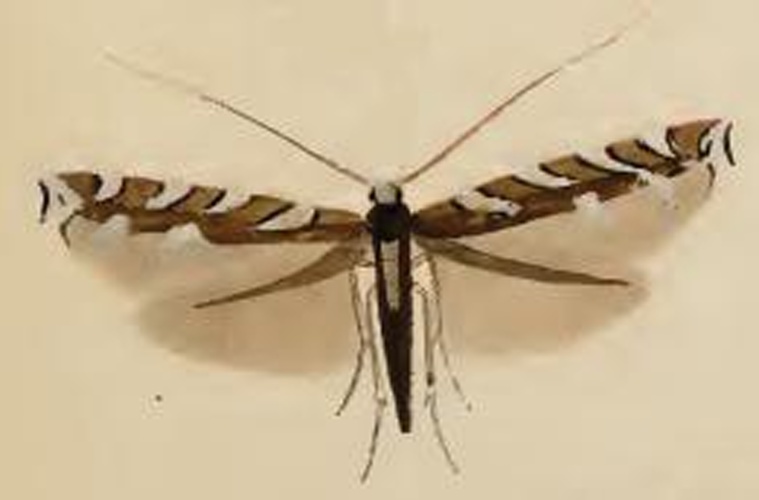 Dialectica imperialella © Stainton