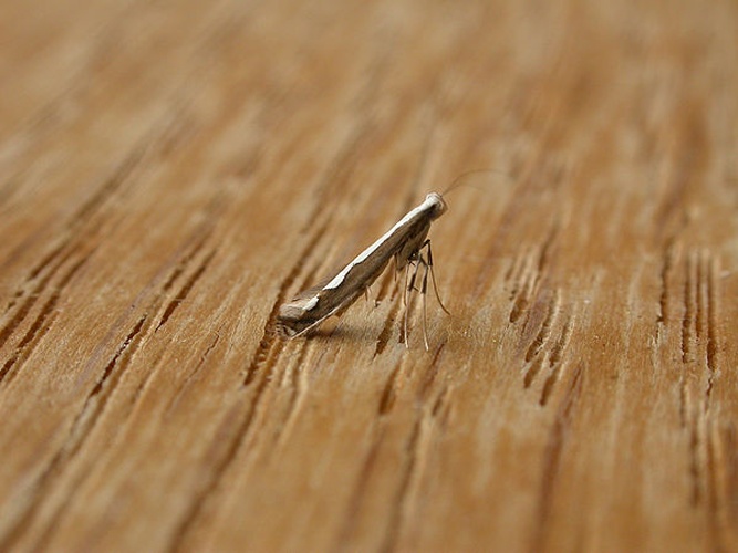 Dialectica scalariella © dhobern