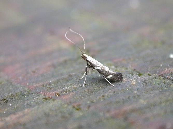 Calybites phasianipennella © Dhobern