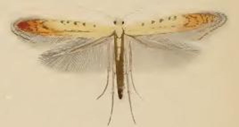 Aspilapteryx limosella © Stainton