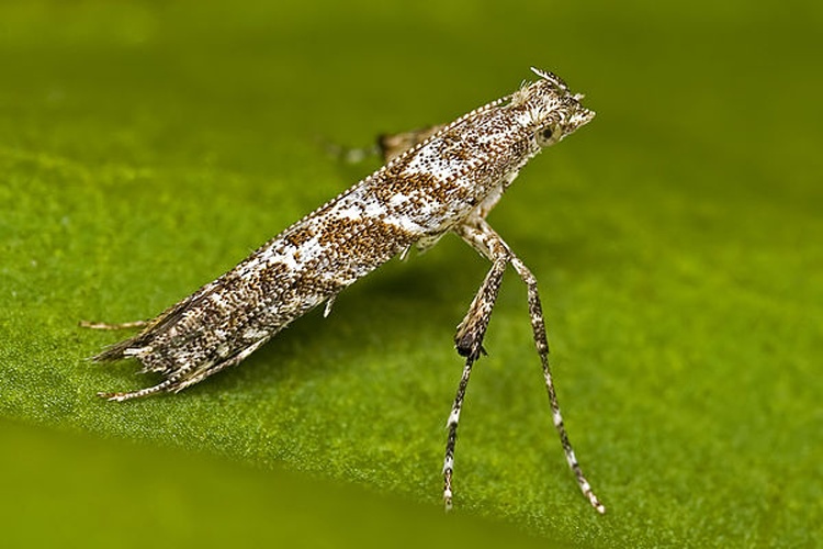 Caloptilia cuculipennella © picture taken by <a href="https://de.wikipedia.org/wiki/User:olei" class="extiw" title="de:User:olei">Olaf Leillinger</a>