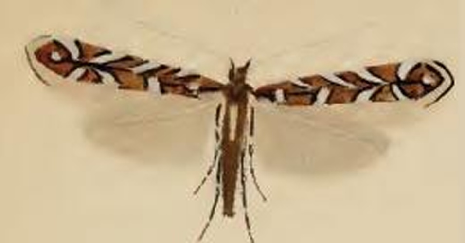 Parectopa ononidis &copy; Stainton