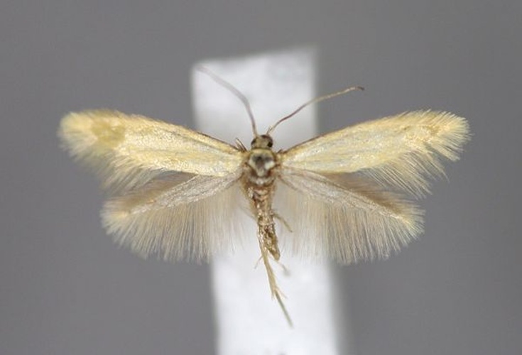 Argyresthia illuminatella © Michael Kurz