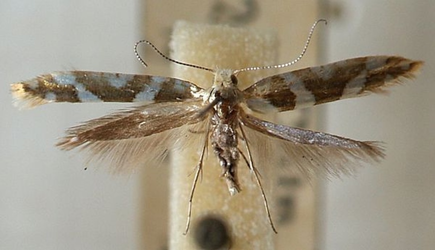 Argyresthia goedartella &copy; <a href="//commons.wikimedia.org/wiki/User:Sarefo" title="User:Sarefo">Sarefo</a>