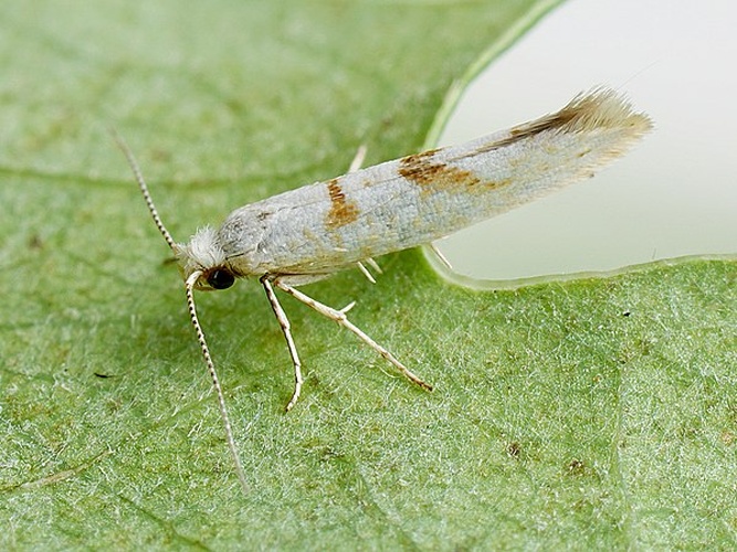 Argyresthia submontana &copy; <a rel="nofollow" class="external text" href="https://www.flickr.com/people/155939562@N05">Ilia Ustyantsev</a> from Russia