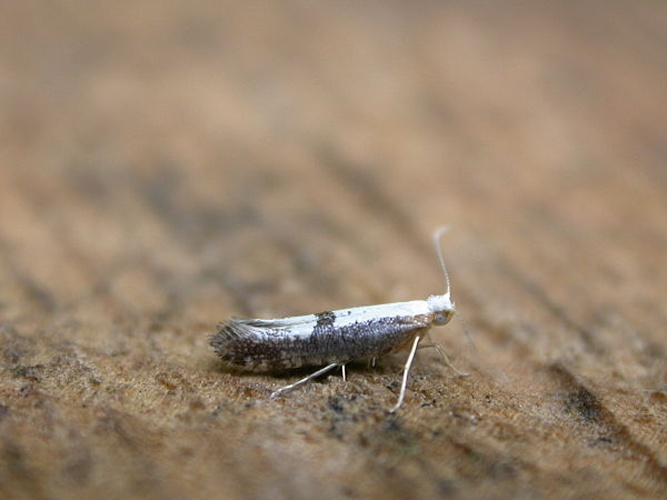 Argyresthia semifusca &copy; <a rel="nofollow" class="external text" href="https://www.flickr.com/people/25401497@N02">Donald Hobern</a>