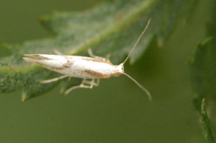 Argyresthia pruniella &copy; James K. Lindsey