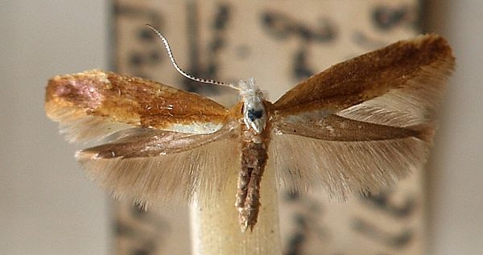 Argyresthia albistria © <a href="//commons.wikimedia.org/wiki/User:Sarefo" title="User:Sarefo">Sarefo</a>