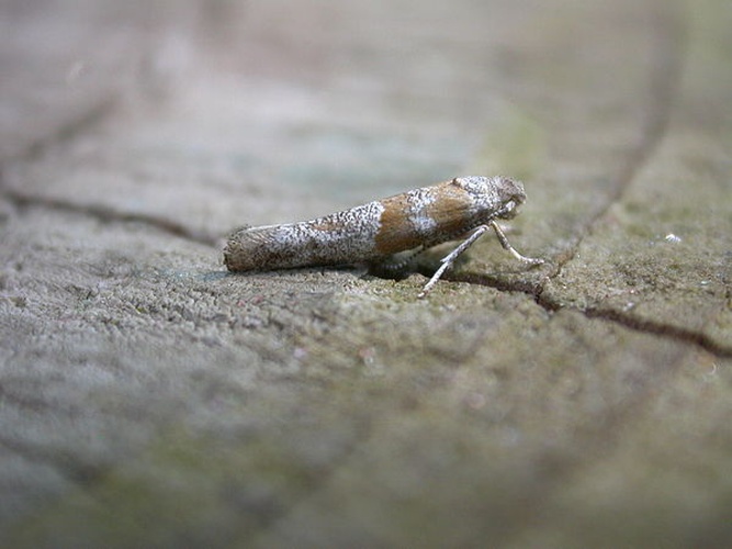 Cedestis gysseleniella © dhobern