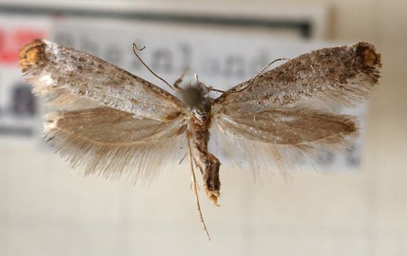 Pseudoswammerdamia combinella © <a href="//commons.wikimedia.org/wiki/User:Sarefo" title="User:Sarefo">Sarefo</a>