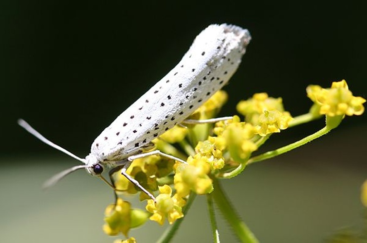 Bird-cherry Ermine © No machine-readable author provided. <a href="//commons.wikimedia.org/wiki/User:Svdmolen" title="User:Svdmolen">Svdmolen</a> assumed (based on copyright claims).