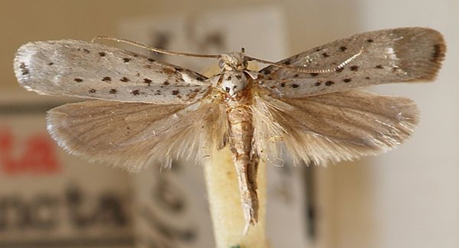 Yponomeuta sedella © <a href="//commons.wikimedia.org/wiki/User:Sarefo" title="User:Sarefo">Sarefo</a>