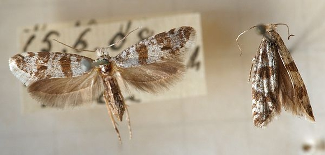 Scythropia crataegella &copy; <a href="//commons.wikimedia.org/wiki/User:Sarefo" title="User:Sarefo">Sarefo</a>