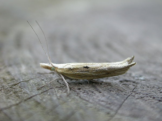 Ypsolopha nemorella © <a rel="nofollow" class="external text" href="https://www.flickr.com/people/25401497@N02">Donald Hobern</a>