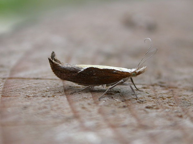 Ypsolopha dentella &copy; dhobern