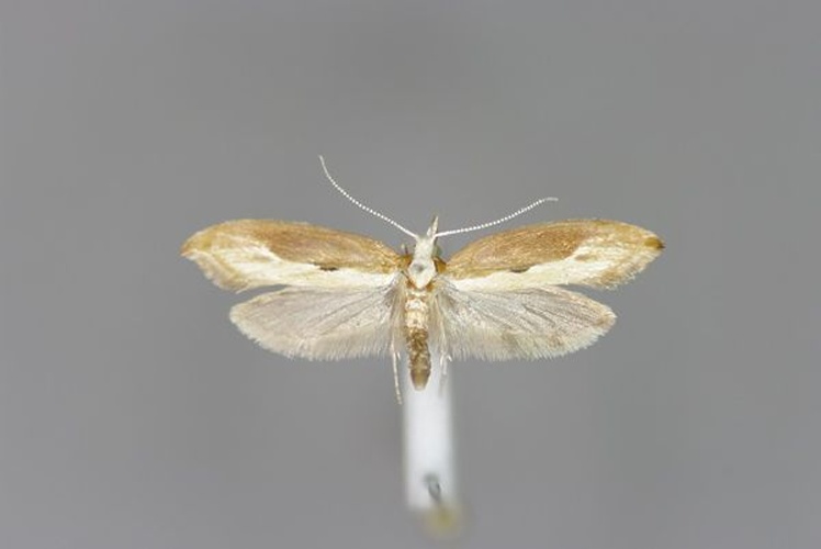 Ypsolopha falcella © Michael Kurz