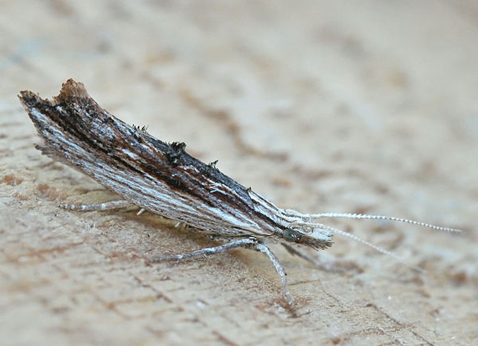 Ypsolopha scabrella © 