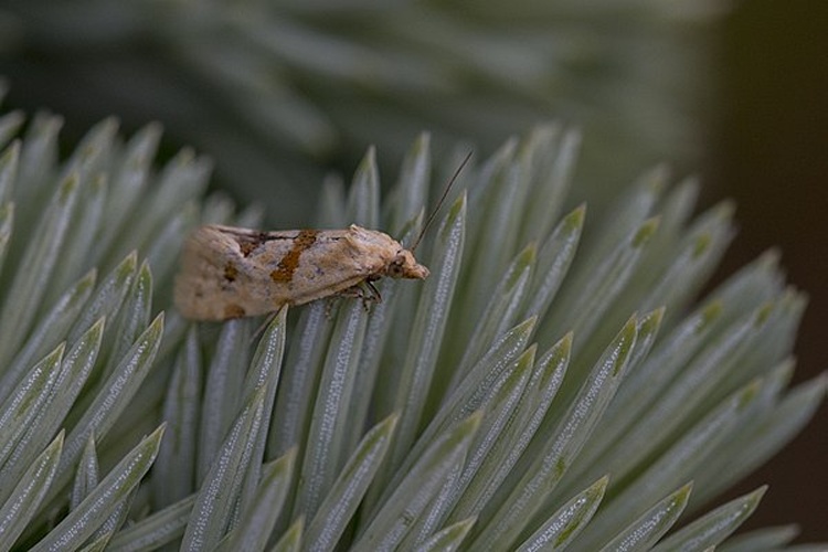 Ypsolopha sylvella © <a href="//commons.wikimedia.org/wiki/User:Jerzystrzelecki" title="User:Jerzystrzelecki">Jerzy Strzelecki</a>