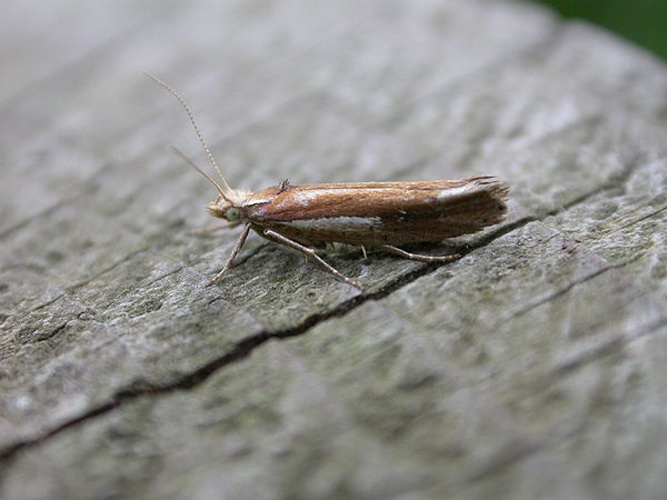 Ypsolopha parenthesella © <a rel="nofollow" class="external text" href="https://www.flickr.com/people/25401497@N02">Donald Hobern</a>