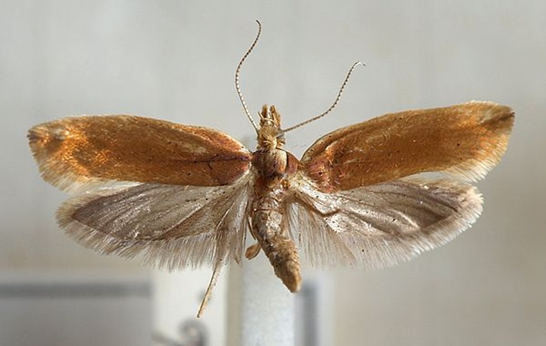 Ypsolopha ustella &copy; <a href="//commons.wikimedia.org/wiki/User:Sarefo" title="User:Sarefo">Sarefo</a>