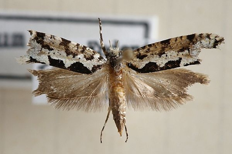 Ypsolopha sequella &copy; <a href="//commons.wikimedia.org/wiki/User:Sarefo" title="User:Sarefo">Sarefo</a>