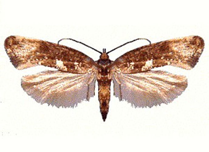 Leek moth © unknown, CSIRO