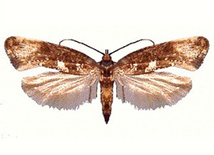 Leek moth &copy; unknown, CSIRO