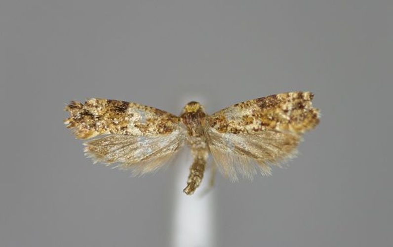 Acrolepia autumnitella &copy; Michael Kurz