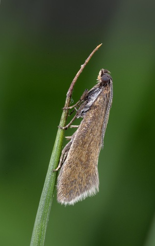 Glyphipterix fuscoviridella &copy; <a rel="nofollow" class="external text" href="https://www.flickr.com/people/26138378@N03">Patrick Clement</a> from West Midlands, England
