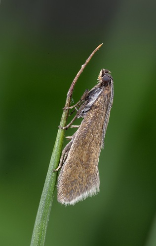 Glyphipterix fuscoviridella © <a rel="nofollow" class="external text" href="https://www.flickr.com/people/26138378@N03">Patrick Clement</a> from West Midlands, England