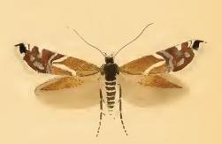 Glyphipterix equitella &copy; Stainton