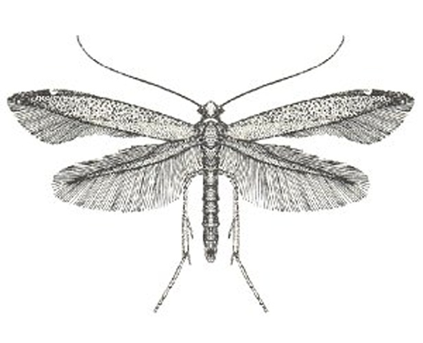 Bedellia somnulentella © 