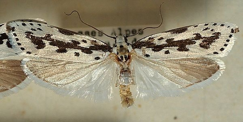 Ethmia pusiella &copy; <a href="//commons.wikimedia.org/wiki/User:Sarefo" title="User:Sarefo">Sarefo</a>