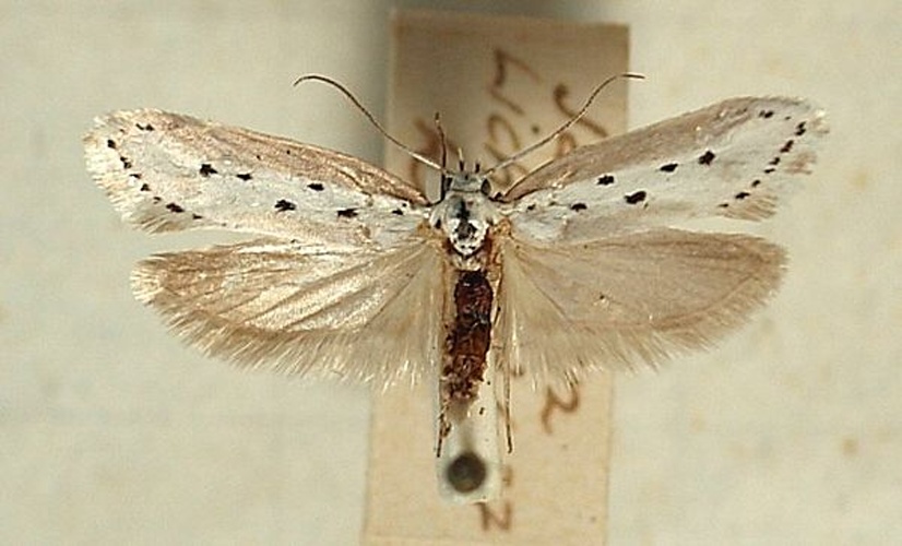 Ethmia terminella © <a href="//commons.wikimedia.org/wiki/User:Sarefo" title="User:Sarefo">Sarefo</a>