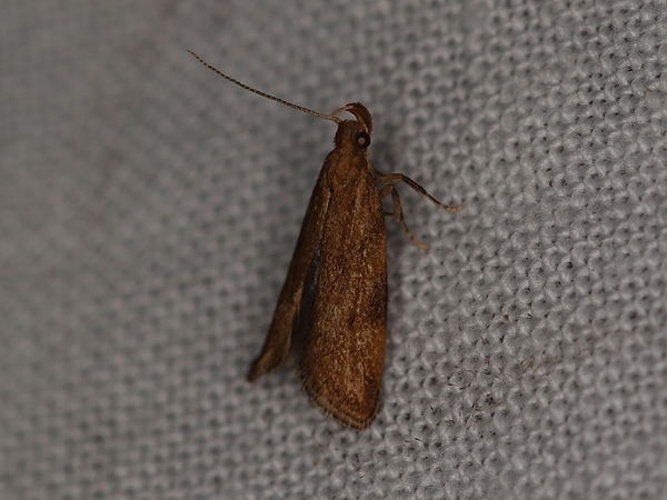 Orophia ferrugella © <a rel="nofollow" class="external text" href="https://www.flickr.com/people/25401497@N02">Donald Hobern</a> from Copenhagen, Denmark