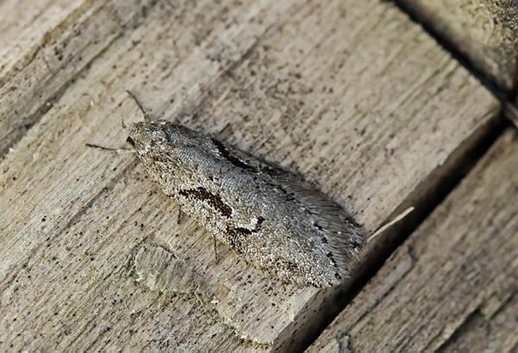 Semioscopis steinkellneriana &copy; Entomart